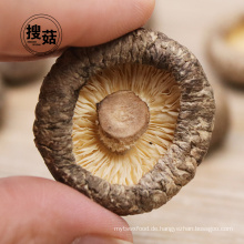 100% Natural Hersteller liefern getrockneten Shiitake-Pilz